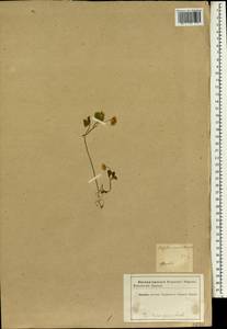Trifolium resupinatum L., South Asia, South Asia (Asia outside ex-Soviet states and Mongolia) (ASIA) (Iran)
