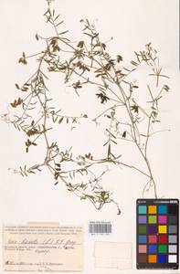 Vicia hirsuta (L.) Gray, Eastern Europe, Central region (E4) (Russia)