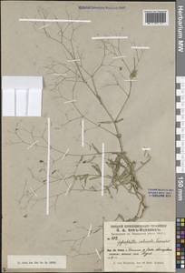 Gypsophila intricata Franch., Middle Asia, Pamir & Pamiro-Alai (M2) (Uzbekistan)