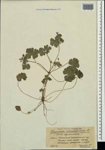 Geranium rotundifolium L., Crimea (KRYM) (Russia)