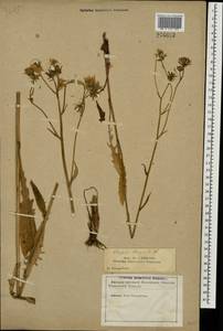 Crepis biennis L., Eastern Europe, North-Western region (E2) (Russia)