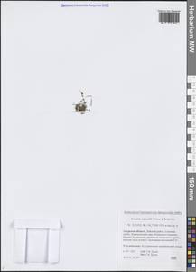 Arenaria redowskii Cham. & Schltdl., Siberia, Russian Far East (S6) (Russia)