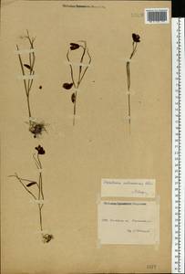 Fritillaria meleagroides Patrin ex Schult. & Schult.f., Eastern Europe, Eastern region (E10) (Russia)