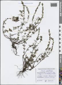 Veronica multifida L., Caucasus, Black Sea Shore (from Novorossiysk to Adler) (K3) (Russia)