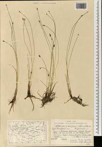 Eleocharis uniglumis (Link) Schult., Mongolia (MONG) (Mongolia)