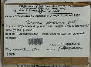 Dicranum laevidens R.S. Williams, Bryophytes, Bryophytes - Yakutia (B19) (Russia)