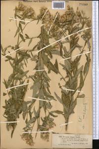 Saussurea elegans Ledeb., Middle Asia, Dzungarian Alatau & Tarbagatai (M5) (Kazakhstan)