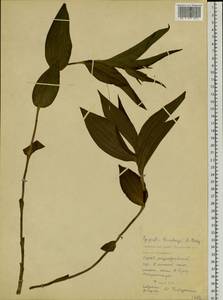 Epipactis thunbergii A.Gray, Siberia, Russian Far East (S6) (Russia)