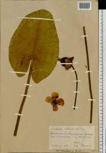 Nuphar lutea (L.) Sibth. & Sm., Eastern Europe, Central region (E4) (Russia)