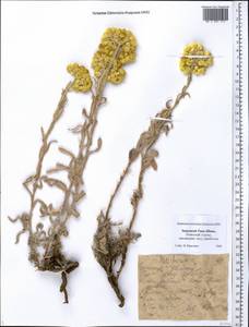 Helichrysum, Middle Asia, Western Tian Shan & Karatau (M3) (Kazakhstan)