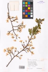 Prunus domestica subsp. insititia (L.) Bonnier & Layens, Eastern Europe, Moscow region (E4a) (Russia)
