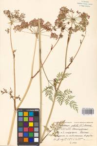 Thysselinum palustre (L.) Hoffm., Eastern Europe, Moscow region (E4a) (Russia)