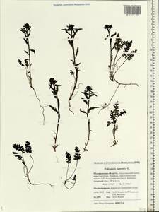 Pedicularis lapponica L., Eastern Europe, Northern region (E1) (Russia)