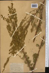 Artemisia rupestris L., Middle Asia, Northern & Central Kazakhstan (M10) (Kazakhstan)