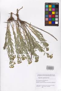 Euphorbia seguieriana Neck., Eastern Europe, Lower Volga region (E9) (Russia)