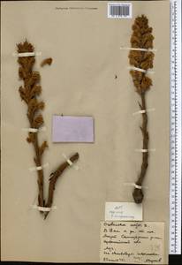 Orobanche elatior Sutton, Middle Asia, Northern & Central Kazakhstan (M10) (Kazakhstan)