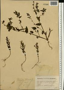 Scutellaria galericulata L., Eastern Europe, Moscow region (E4a) (Russia)