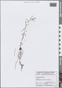Epilobium palustre L., Siberia, Central Siberia (S3) (Russia)