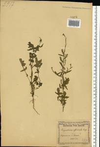 Sisymbrium officinale (L.) Scop., Eastern Europe, North Ukrainian region (E11) (Ukraine)