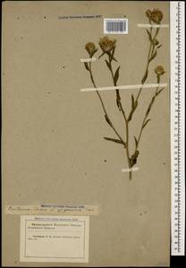 Centaurea jacea subsp. substituta (Czerep.) Mikheev, Caucasus, Krasnodar Krai & Adygea (K1a) (Russia)