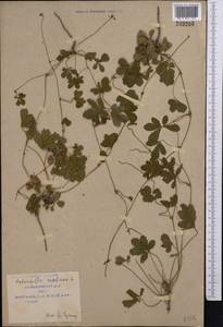 Potentilla reptans L., Middle Asia, Pamir & Pamiro-Alai (M2) (Uzbekistan)