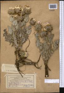 Cousinia echinocephala Sennikov, Middle Asia, Western Tian Shan & Karatau (M3) (Kyrgyzstan)