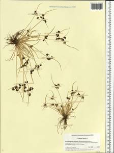 Cyperus fuscus L., Eastern Europe, Central region (E4) (Russia)