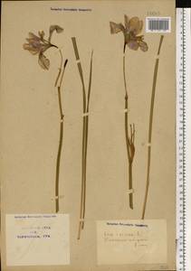 Iris sibirica L., Eastern Europe, North Ukrainian region (E11) (Ukraine)