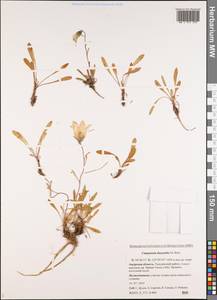 Campanula dasyantha M.Bieb., Siberia, Russian Far East (S6) (Russia)