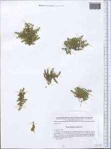 Herniaria hirsuta, Middle Asia, Pamir & Pamiro-Alai (M2) (Kyrgyzstan)