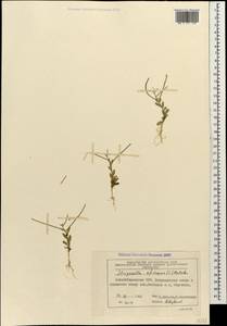 Strigosella africana (L.) Botsch., Caucasus, Azerbaijan (K6) (Azerbaijan)
