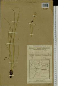 Scorzonera purpurea L., Siberia, Western Siberia (S1) (Russia)