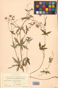 Geranium krameri Franch. & Sav., Siberia, Russian Far East (S6) (Russia)