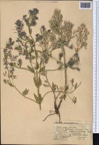 Nepeta ucranica L., Middle Asia, Western Tian Shan & Karatau (M3) (Kazakhstan)