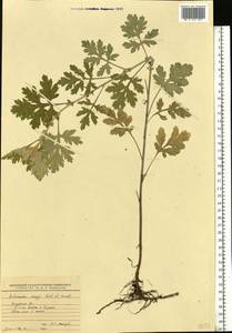 Artemisia argyi H. Lév. & Vaniot, Eastern Europe, Central region (E4) (Russia)