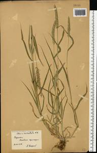 Setaria verticillata (L.) P.Beauv., Eastern Europe, Lower Volga region (E9) (Russia)