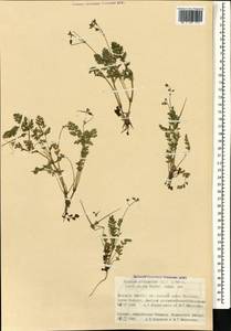 Erodium cicutarium (L.) L'Hér., Caucasus, Georgia (K4) (Georgia)
