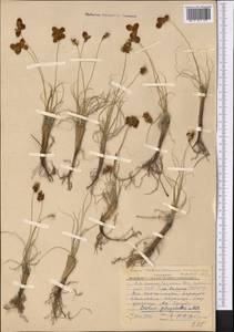 Carex physodes M.Bieb., Middle Asia, Western Tian Shan & Karatau (M3) (Kazakhstan)