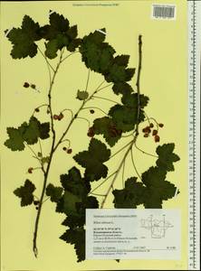 Ribes rubrum L., Eastern Europe, Central region (E4) (Russia)
