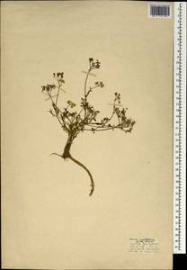 Carum meifolium (M. Bieb.) Boiss., South Asia, South Asia (Asia outside ex-Soviet states and Mongolia) (ASIA) (Turkey)