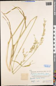 Festuca orientalis (Boiss.) B.Fedtsch., Eastern Europe, North Ukrainian region (E11) (Ukraine)