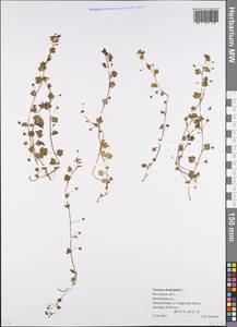 Veronica hederifolia L., Eastern Europe, Rostov Oblast (E12a) (Russia)