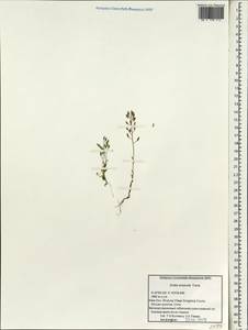 Draba eriopoda Turcz. ex Ledeb., South Asia, South Asia (Asia outside ex-Soviet states and Mongolia) (ASIA) (China)