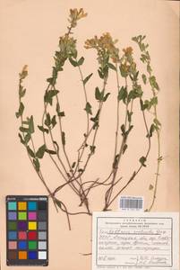 MHA 0 155 337, Scutellaria supina L., Eastern Europe, South Ukrainian region (E12) (Ukraine)