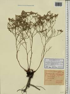 Limonium caspium (Willd.) Gams, Eastern Europe, Rostov Oblast (E12a) (Russia)