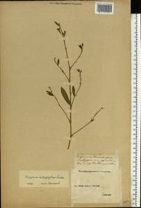 Polygonum aviculare subsp. aviculare, Eastern Europe, Middle Volga region (E8) (Russia)