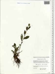 Solidago virgaurea subsp. lapponica (With.) Tzvelev, Eastern Europe, Northern region (E1) (Russia)