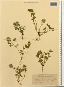 Trifolium spumosum L., Caucasus, Dagestan (K2) (Russia)