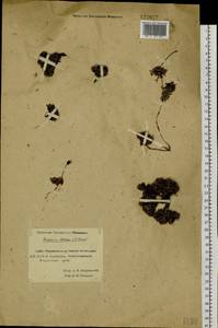 Diapensia obovata (F. Schmidt) Nakai, Siberia, Chukotka & Kamchatka (S7) (Russia)