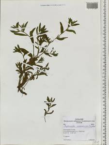Buglossoides arvensis, Siberia, Altai & Sayany Mountains (S2) (Russia)